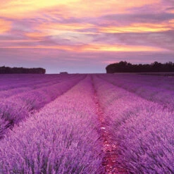 Root Candles Long Lasting Beeswax Blend Scented Candle Made In The USA, 12-Ounce 3-Wick, Lavender Vanilla -Chirst Seasonal Home Store 6313246AI 4 74077.1696360156