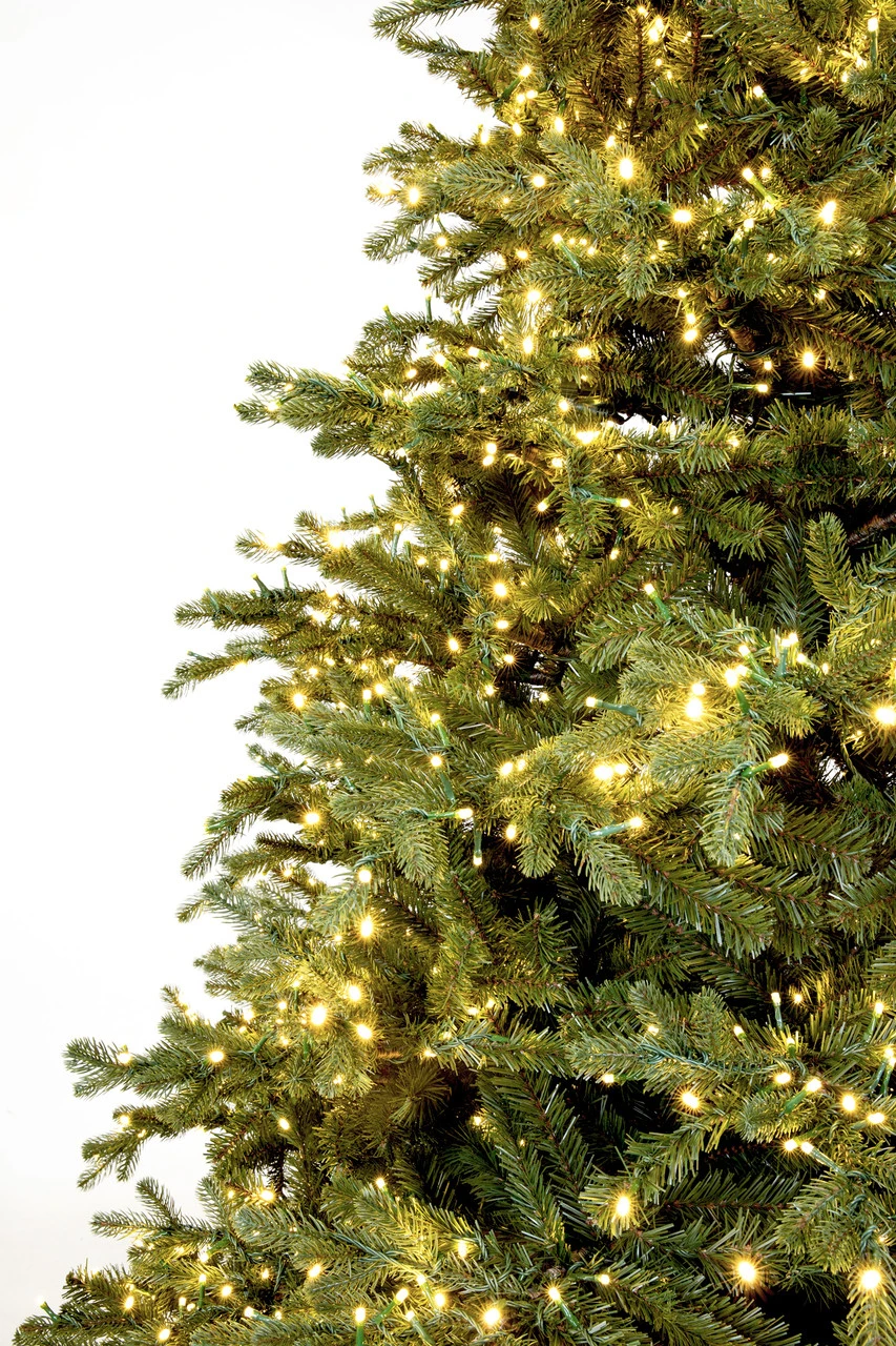 9' ForeverTree Carolina Fraser Fir 3 9' ForeverTree Carolina Fraser Fir - Image 3