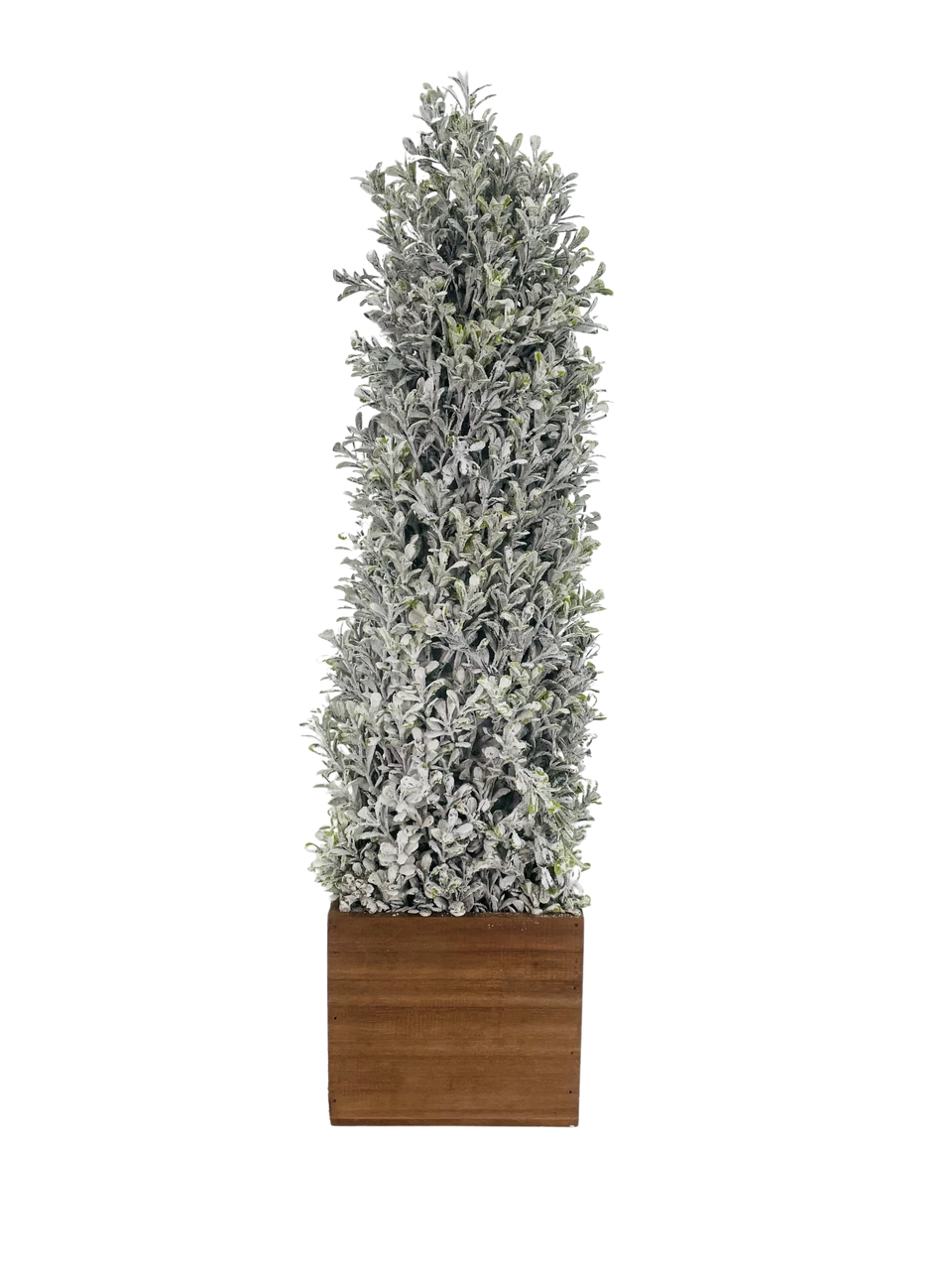 Topiary Snowy Boxwood Cone In Square Planter 24" 2 Topiary Snowy Boxwood Cone In Square Planter 24" - Image 2