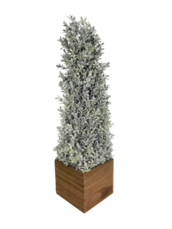 Topiary Snowy Boxwood Cone In Square Planter 24"