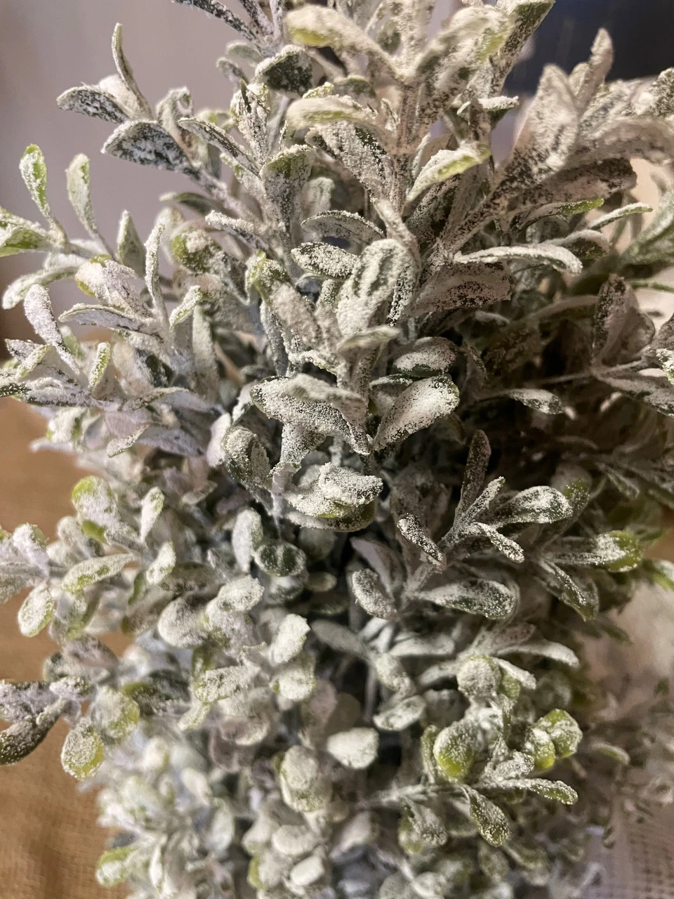 Topiary Snowy Boxwood Cone In Square Planter 24" 4 Topiary Snowy Boxwood Cone In Square Planter 24" - Image 4