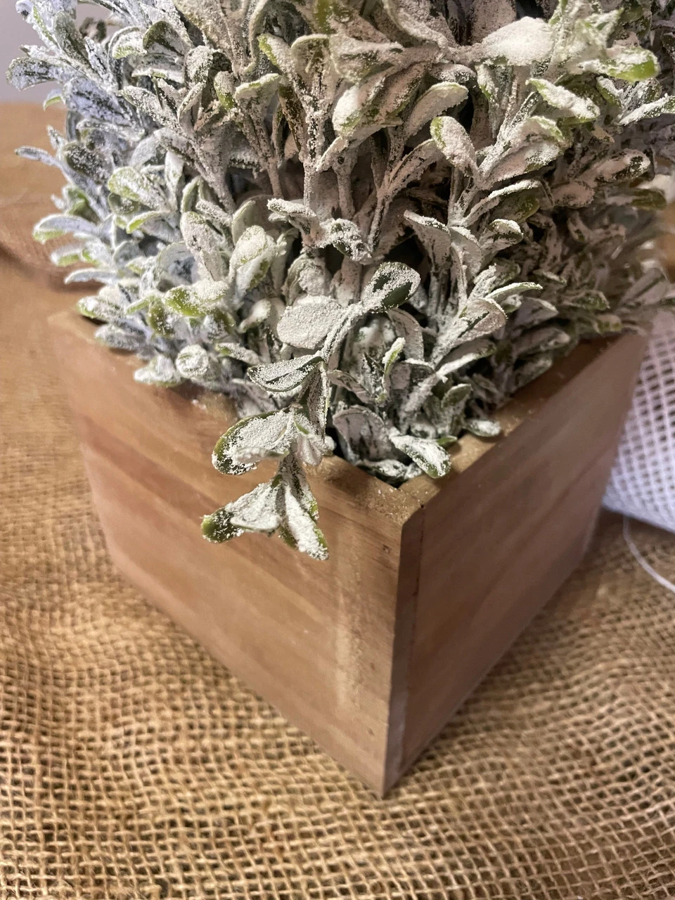 Topiary Snowy Boxwood Cone In Square Planter 24" 5 Topiary Snowy Boxwood Cone In Square Planter 24" - Image 5