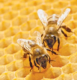 Naked Bee Orange Blossom Honey Restoration Foot Balm 2oz -Chirst Seasonal Home Store bees 167219513 3 41726.1693428941